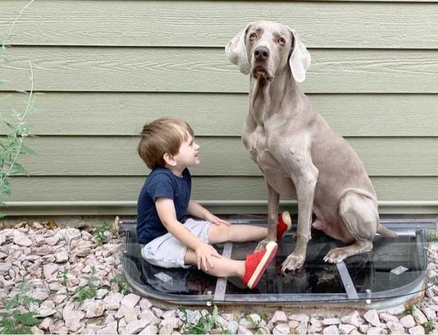 Blog post The Clear Choice: Polycarbonate Window Well Covers for Safety and Clarity image