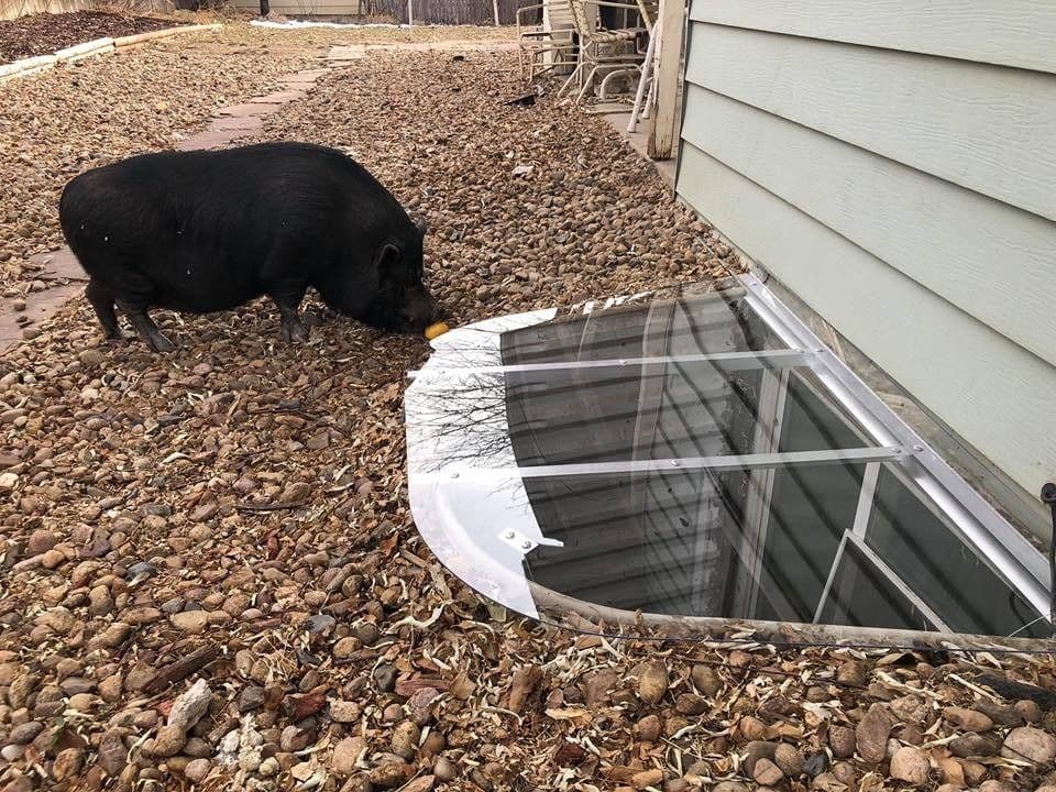 Featured post - Critters Love Coverwell Custom Window Well Covers!